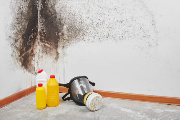 Best Toxic Mold Removal  in Blossom, TX