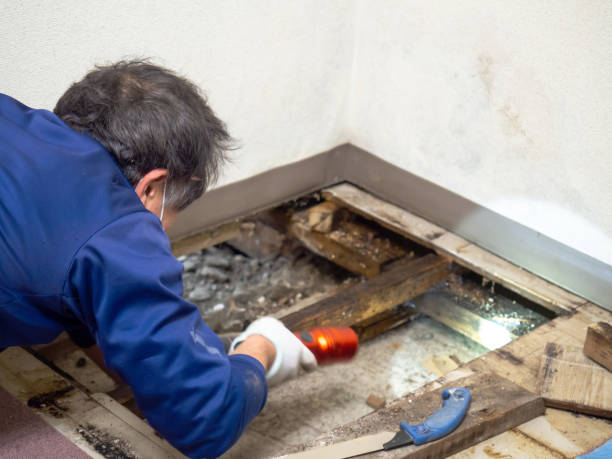 Home Mold Removal in Blossom, TX