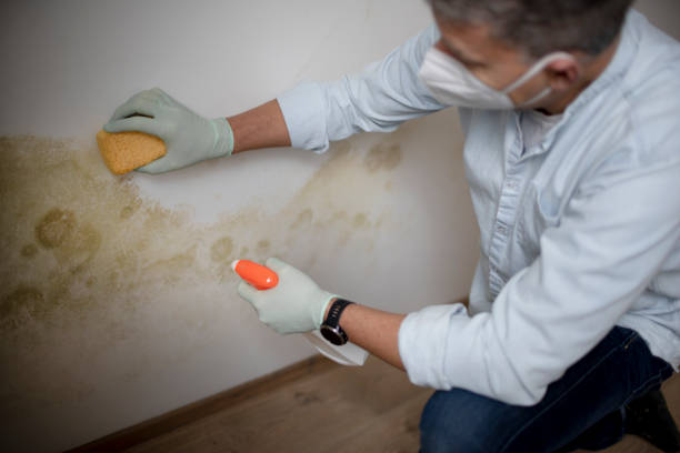 Best Mold Remediation  in Blossom, TX