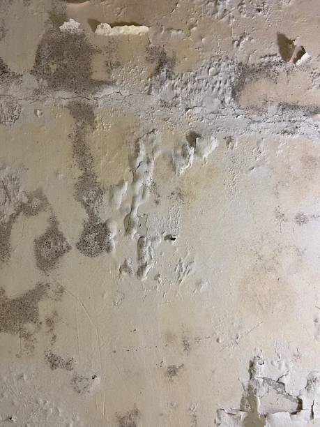 Best Water Damage Restoration  in Blossom, TX