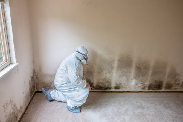 Best Fast Mold Removal  in Blossom, TX