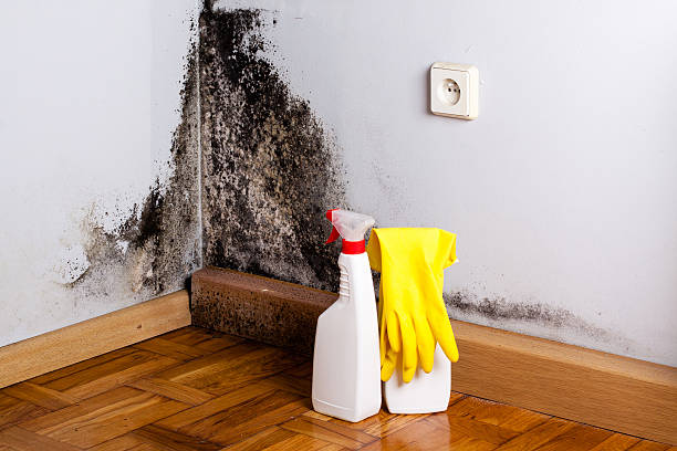 Best Mold Damage Repair  in Blossom, TX