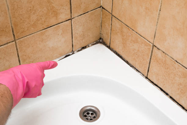 Best Residential Mold Removal  in Blossom, TX